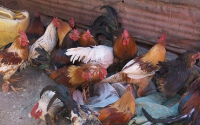 Trung Quốc: gần 1/3 số người nhiễm cúm H7N9 đã tử vong