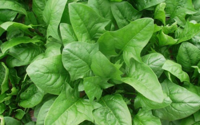 Ăn gì tốt cho mắt?