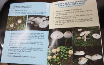 Thêm 5 người trong một gia đình nguy kịch vì ngộ độc nấm