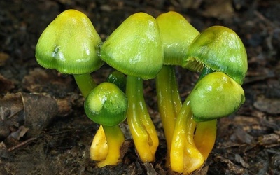 Nhận biết nấm độc, nấm ăn bằng mắt thường