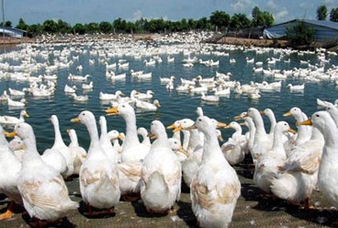 Tiêu hủy khẩn cấp gần 1.000 con vịt nhiễm cúm A/H5N1