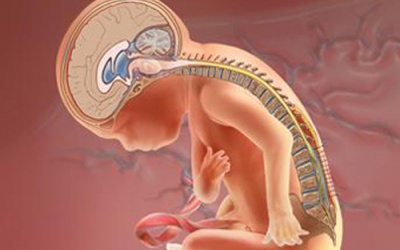 Siêu âm khó chính xác nếu thai phụ thừa cân