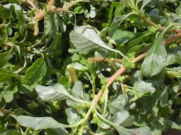 Tiết lộ bất ngờ: Dền cơm trị rắn độc cắn