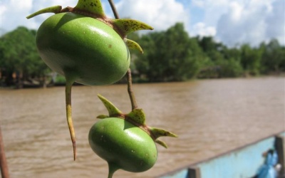 Người đưa mứt trái bần ra thị trường thế giới