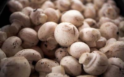 Hà Nội: Nấm tươi đảm bảo an toàn thực phẩm