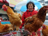 Cúm gia cầm: Chính quyền 'sốt ruột', dân thờ ơ