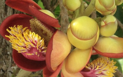 Bình an nở đóa Vô ưu...