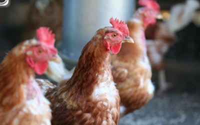 Phòng chống dịch: Chủ quan, khó trách 'chết oan'!