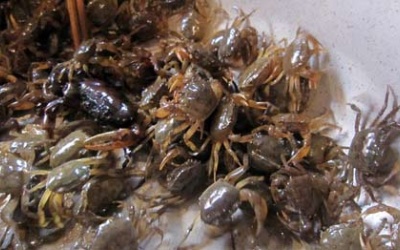 Hà Nội: 98% mẫu thủy sản nhiễm kim loại nặng