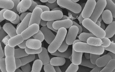 Probiotics - “hộ vệ” của hệ tiêu hóa