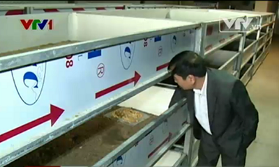 Bộ NN&PTNT: Cấm nhập khẩu và nuôi gián đất