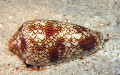 Bào chế thuốc giảm đau từ nọc ốc nón