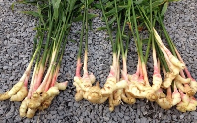 Gia vị và hoa giúp phòng ung thư