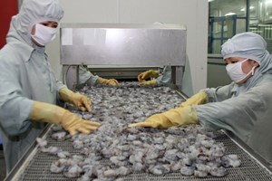 VASEP đề nghị kiểm soát chặt kháng sinh trong tôm