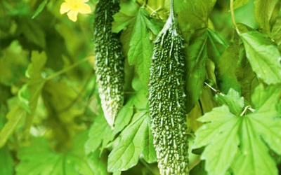 Mướp đắng - ăn hàng ngày thay thuốc quý