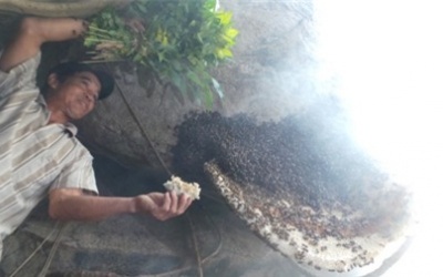 Một lần theo 'vua bò cạp' đi săn mật ong