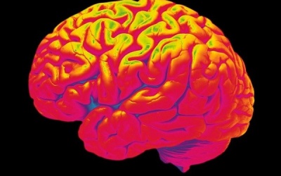 Tìm ra gene khiến trẻ có chỉ số thông minh IQ thấp