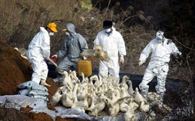 Hàn Quốc: Cúm gia cầm lây sang chó