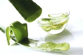 Nha đam giải nhiệt