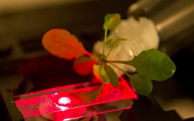 'Biến' thực vật thành thiết bị dò khí độc