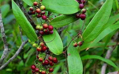 Củ khúc khắc với tác dụng thanh nhiệt, khử phong thấp