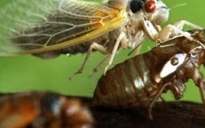 Hứng… chất thải của ve để trị bệnh