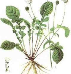 Bài thuốc giảm rắc rối khi mang thai