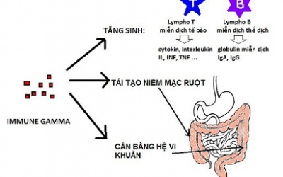 ImmuneGamma: Miễn dịch tự nhiên cho cơ thể