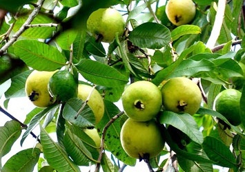 Tác dụng chữa bệnh của cây ổi