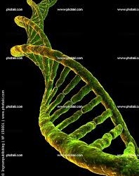 Béo phì là tại... gien