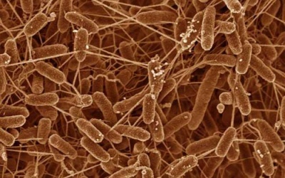 Hé lộ bí ẩn vi khuẩn kháng thuốc