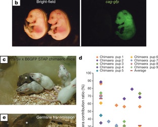 Thông tin mới về vụ 'đạo' nghiên cứu tế bào gốc STAP
