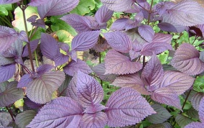 Những công dụng tuyệt vời của tía tô