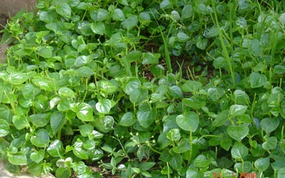 Rau càng cua dễ kiếm, giải nhiệt mùa hè