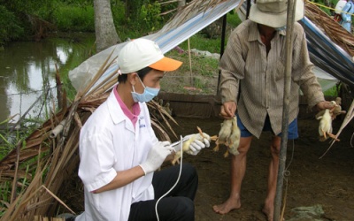 Cà Mau chi 9 tỷ để ngăn dịch cúm gia cầm