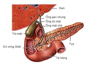 Nhận biết bệnh ung thư túi mật
