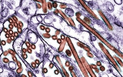 Phát hiện 5 đột biến gene ở H5N1 quyết định sự lây lan