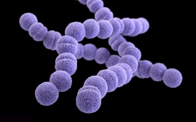 Vì sao vi khuẩn 'ăn thịt người' phát triển nhanh?