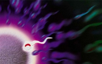 Phát hiện protein quyết định thụ thai thành công