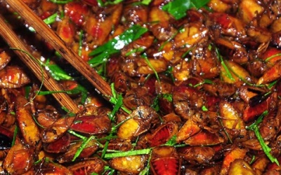 Đổ xô đi “săn” bọ xít làm mồi nhậu