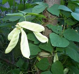 Hoa đậu ván trắng: Món ăn ngon, bài thuốc quý