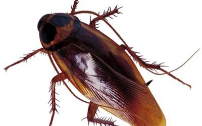 Những con vật từng được lấy ra từ... lỗ tai