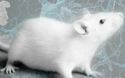 Hy vọng mới khôi phục trí nhớ ở bệnh nhân Alzheimer