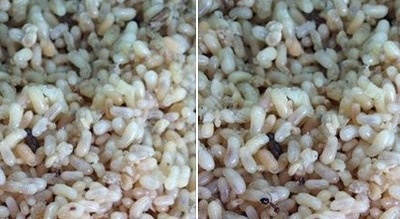 Dân Hà Thành 'lùng' trứng kiến gai đen