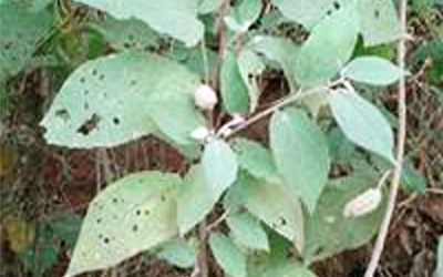 Thực hư cây an xoa trị ung thư gan