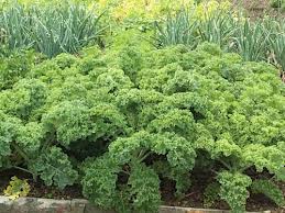 Thần dược 'rau quả' cho phái đẹp