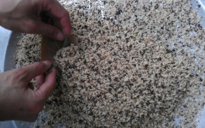 Có thể rước họa vì “mốt” ăn côn trùng?