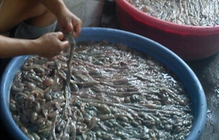 Thực hư lòng thối, bã phân lợn thành thuốc chữa bệnh?