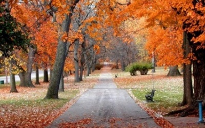 Mơ màng thu Hàn Quốc