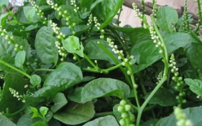 Rau mồng tơi thanh nhiệt